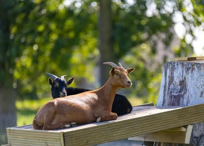 Domek alpejski Papillon - Relax 4p Bouillon